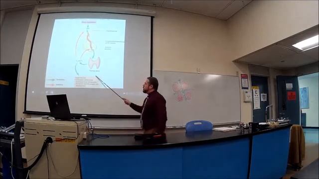 Endocrinology a05 смотреть онлайн