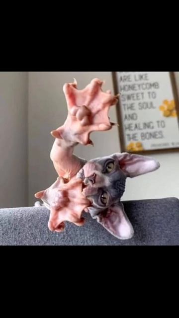 Learn about Sphynx cats смотреть онлайн