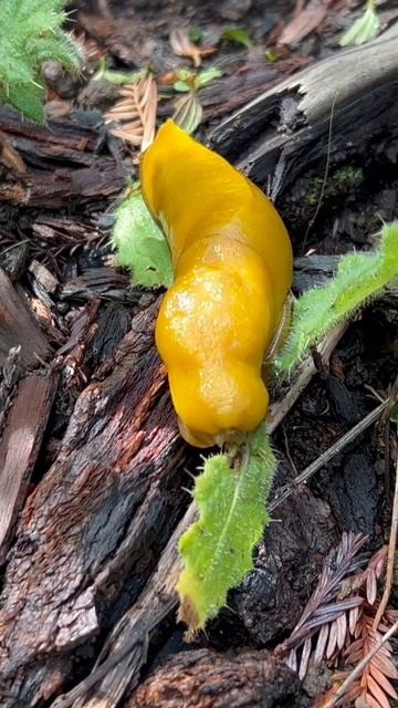 Banana slug eating #bananaslug #nature #natureconnection #mothernature #redwoods смотреть онлайн