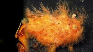 Удивительные соседи. Рыба-удильщик