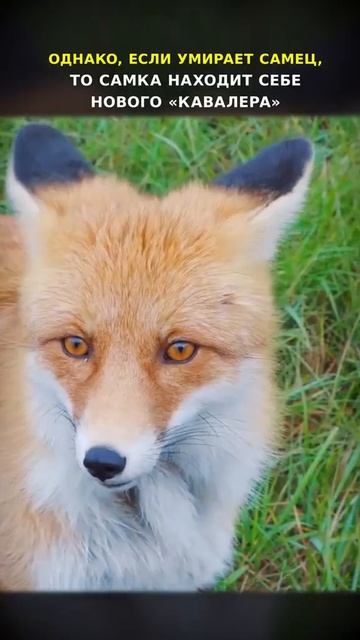 Преданность лис. Интересные фаты #shorts смотреть онлайн