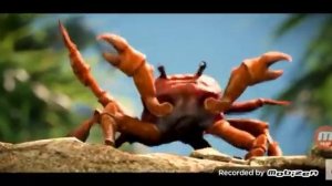 Танцующие крабы