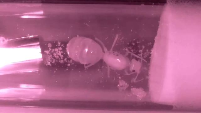 COCDESHIJIE-Myrmecocystus mexicanus live stream 24/7 смотреть онлайн