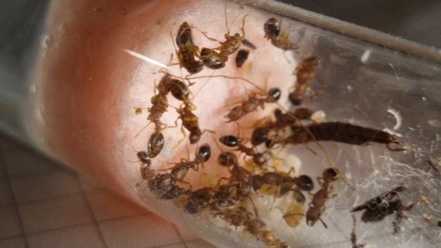 Tetramorium bicarinatum смотреть онлайн