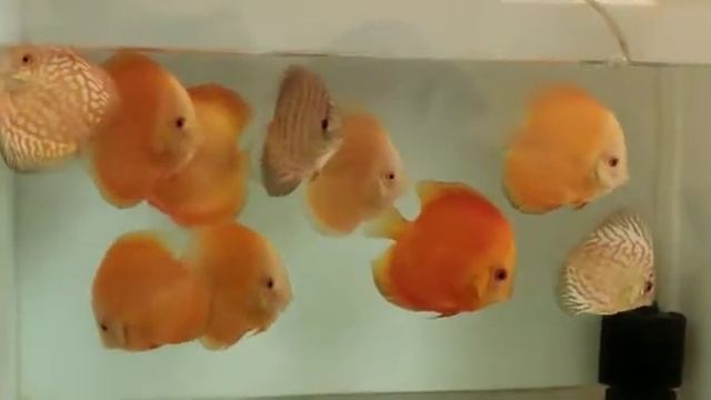 Melon and checkerboard discus fishes смотреть онлайн