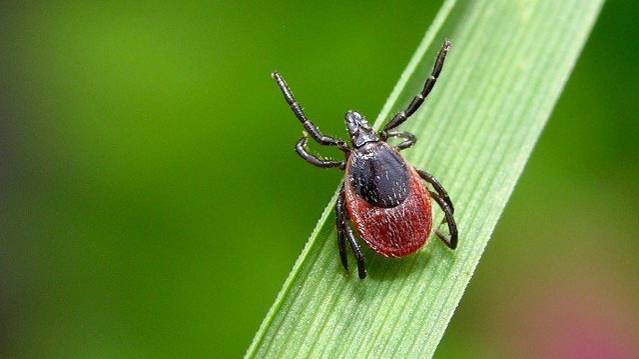 Острые и хронические формы клещевого энцефалита смотреть онлайн