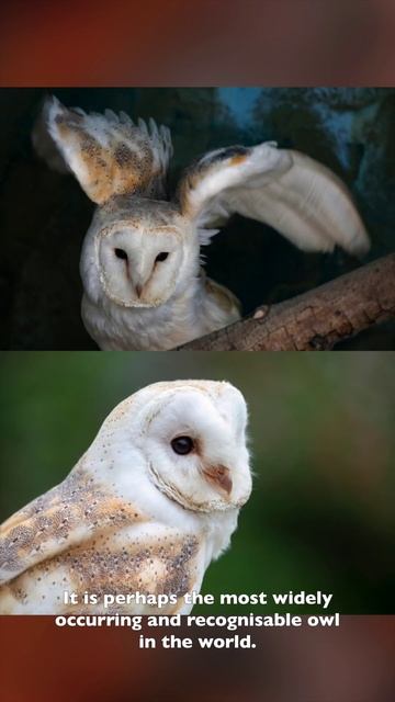 All About Barn Owls (Tyto Alba): Part One смотреть онлайн