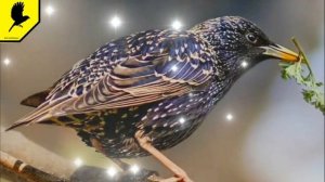 Как поёт скворец? #скворец