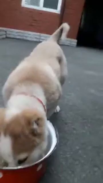 Щенок2 видео от клиента. Корм БЕЛЫЙ КЛЫК от ООО "БИОЭНЕРГИЯ-ОС" смотреть онлайн