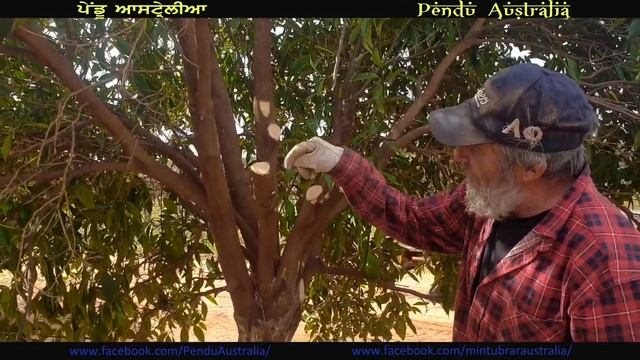 Pendu Australia Episode 73 | Mintu Brar | Grafting Of Trees | Punjabi Travel Show смотреть онлайн
