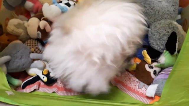 ИГРА ПЕРЕД СНОМ ПЕКИНЕСА ДЕНДИКА #собака #пекинес смотреть онлайн
