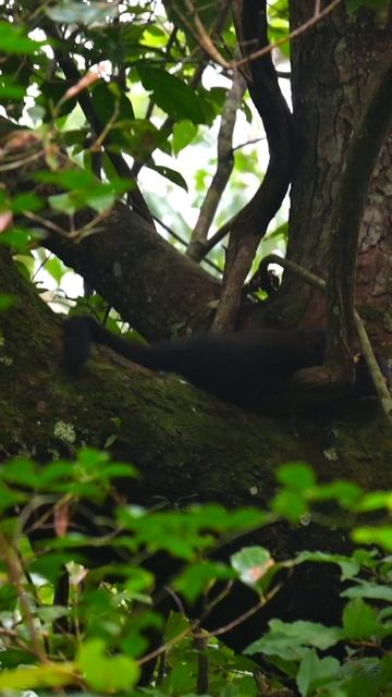 Nilgiri Marten from Gavi смотреть онлайн