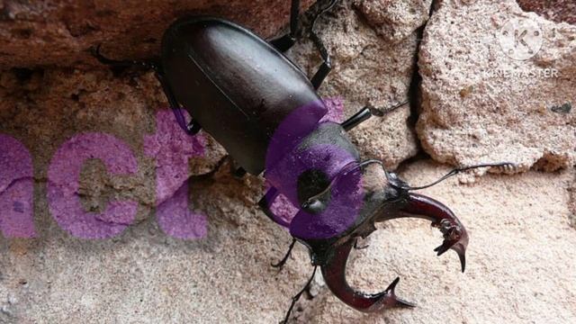 10 Interesting Facts About Stag Beetles ||The Appu World смотреть онлайн