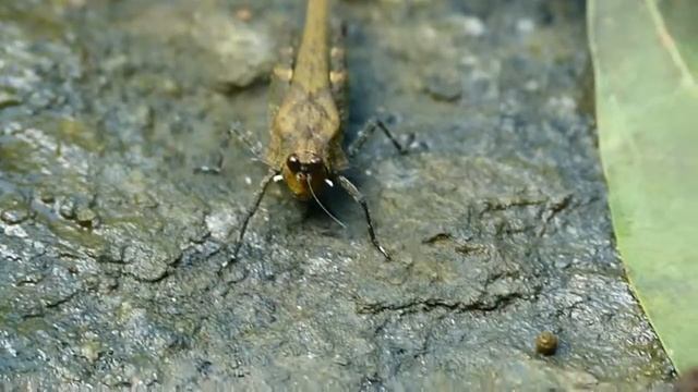 Tetrigidae смотреть онлайн