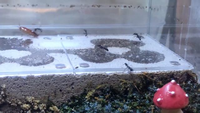 [LOUISLILY] Trapjaw ant aka Odontomachus Monticola hunt Red Runner Roaches | 山大齿猛蚁補食櫻桃紅蟑螂 Vol 37 смотреть онлайн