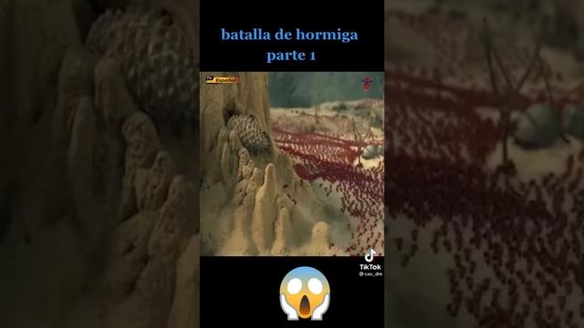 Karınca savaşı смотреть онлайн