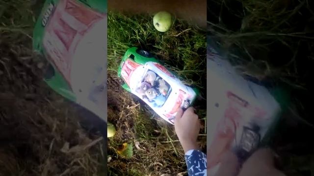 Семья кошек 2 серия смотреть онлайн