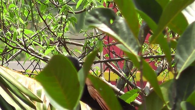 Koel and Coucal смотреть онлайн