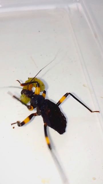 Клоп Хищнец Нападает на Гусеницу! #insects смотреть онлайн