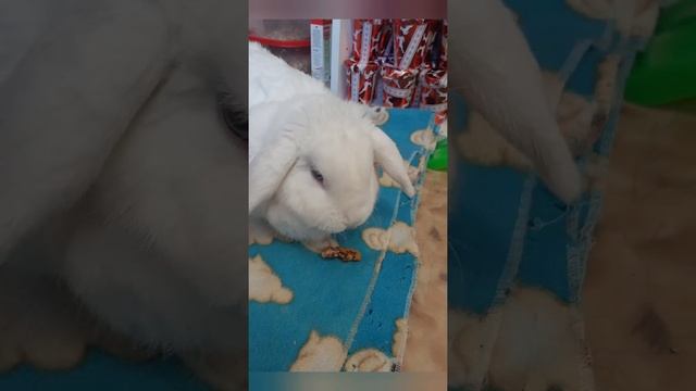 Адвент календарь для кролика/1 часть🐰 смотреть онлайн