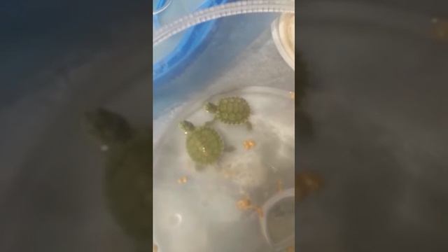 Забавные черепахи 🐢 смотреть онлайн