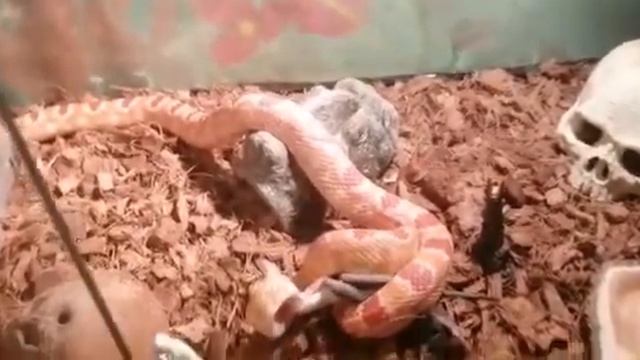 Змея кушает, часть 1 смотреть онлайн