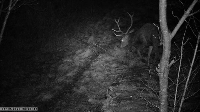 Trail Camera, Suntek HC801A смотреть онлайн