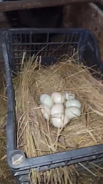 Шелковая квочка справляется с переворотом гусиных яиц 🥚👌 смотреть онлайн