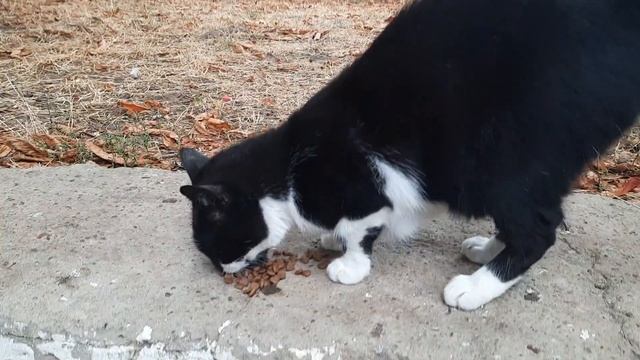 Одесса 5 минут назад. Покормил голодных котиков на Аркадии! смотреть онлайн