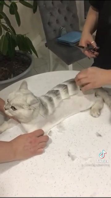 стрижка-кошки-дракончик смотреть онлайн