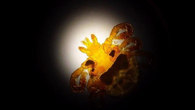 Ixodes ricinus смотреть онлайн