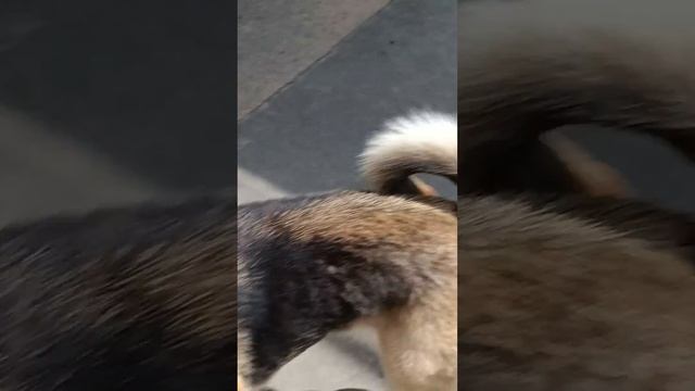 Тбилиси 🇬🇪 Грузия Приют Тамаза Элизбарашвили 🐕💌🍀🙏 "Paypal" Elizbarashvilidog@yahoo.com смотреть онлайн