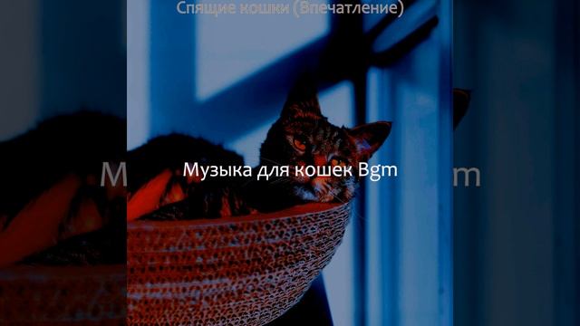 Моменты (Кошки) смотреть онлайн