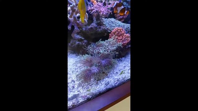 Scaping-Light Nautic UV Meerwasser LED / Impressionen смотреть онлайн