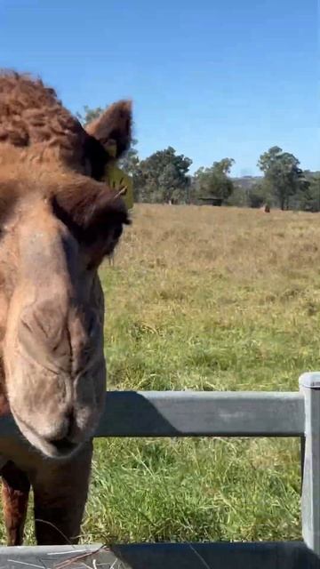 Camels in Australia 🤔 19 May 2024 смотреть онлайн