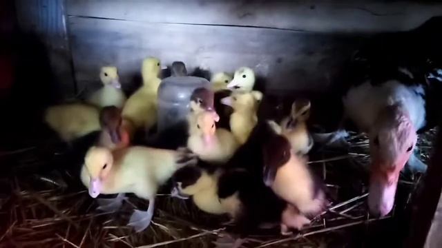 Цыплята мехеленской кукушки и мускусные утята. смотреть онлайн