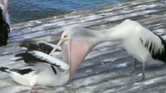 Australian Pelican (Pelecanus conspicillatus)🐦🦜🕊️🎵🐬❤️🐬 l Birdsgraphy смотреть онлайн