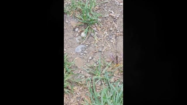 Large scary black wasp #shorts смотреть онлайн