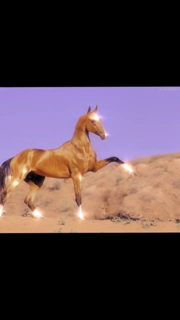 edit Akhal-take #dressage#horse#лошади#лошадь#schleichhorses#horses#showjumping#лошадки#schleich смотреть онлайн