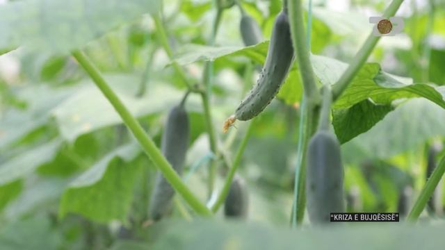 “Kriza e bujqësisë” - Tkurrja e sektorit që punëson 40% të shqiptarëve - Inside Story смотреть онлайн
