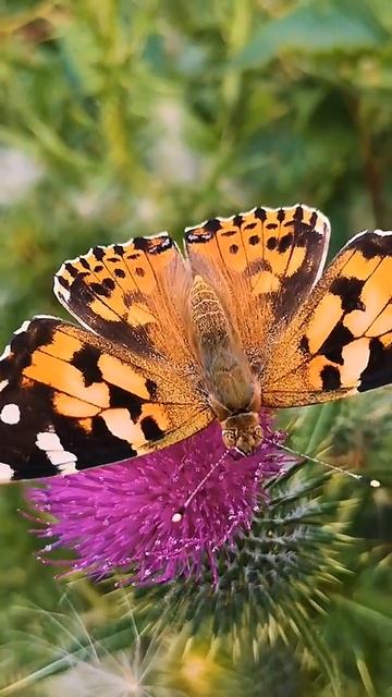 Butterfly Cute and Beauty Butterfly Videos Compilation # 9 смотреть онлайн