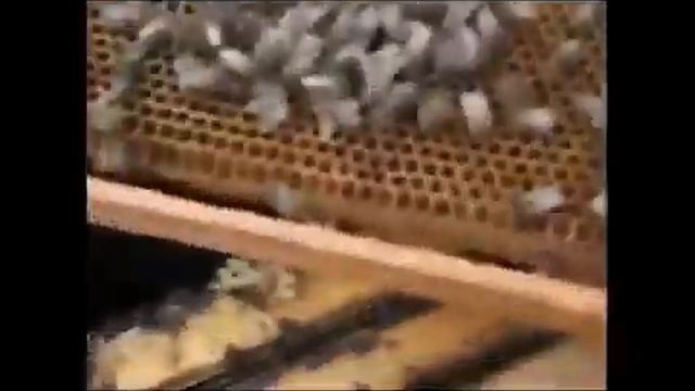 после зимовки сильно ослаб отводок или семья пчел и осталась матка и немного пчел, как помочь пчела смотреть онлайн