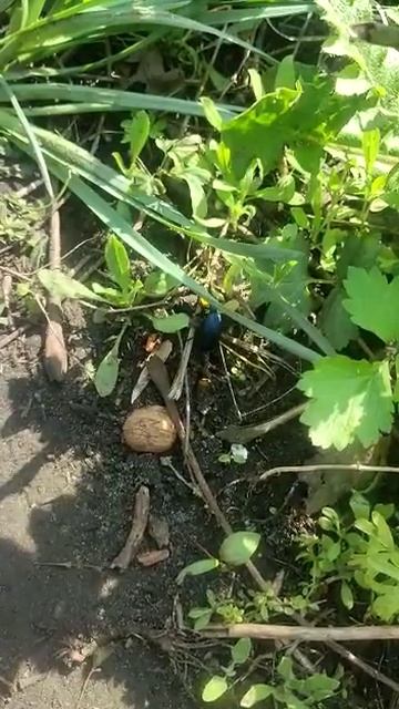 Ацкий жук! Не трожь! смотреть онлайн