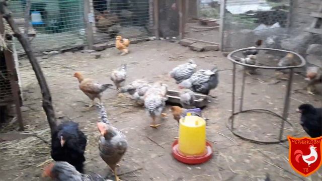 Купили новую породу кроликов.#кролики смотреть онлайн