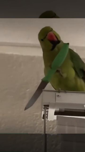 Боже мой попугай растёт убийца 🤯😶 смотреть онлайн