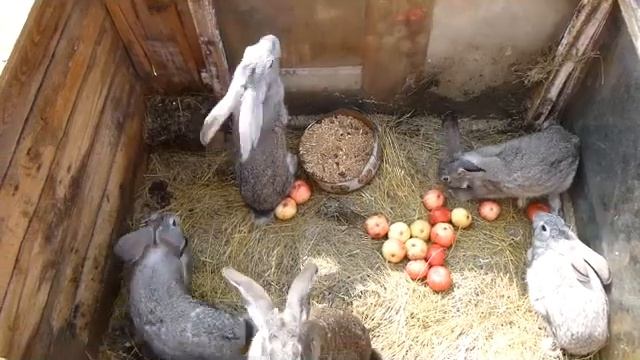 Дачные кролики смотреть онлайн