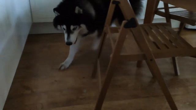 Хаски ШИШКОЕД. Husky eats the bumps смотреть онлайн
