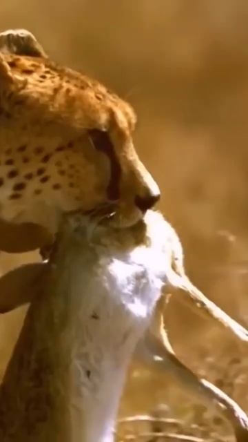 Большие кошки планеты. #shorts #кошки #тигры #львы смотреть онлайн