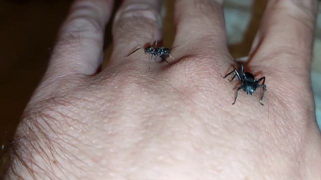 Gigantiops destructor vs Cephalotes atratus 27.12.2023 смотреть онлайн