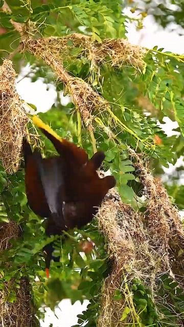 Montezuma oropendola doing his best to get noticed #photography #shorts #viral #trending #wildlife смотреть онлайн
